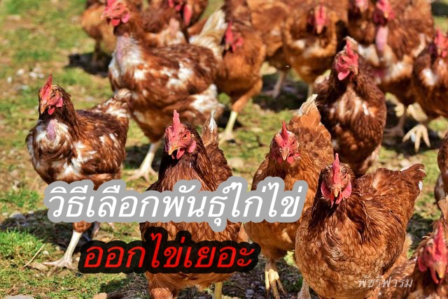 เลือกพันธุ์ไก่ไข่ ให้ออกไข่เยอะ